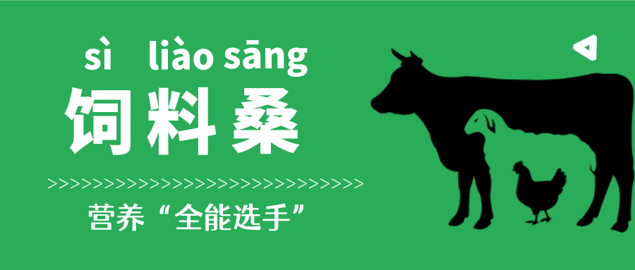 这种叶子，蚕吃了变丝，鸡吃了变香，猪吃了变