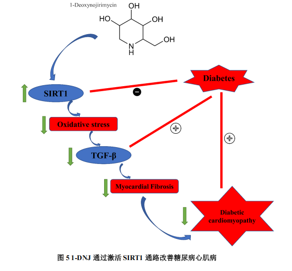 桑叶提取物防治糖尿病心肌病：1-DNJ被证实为核心
