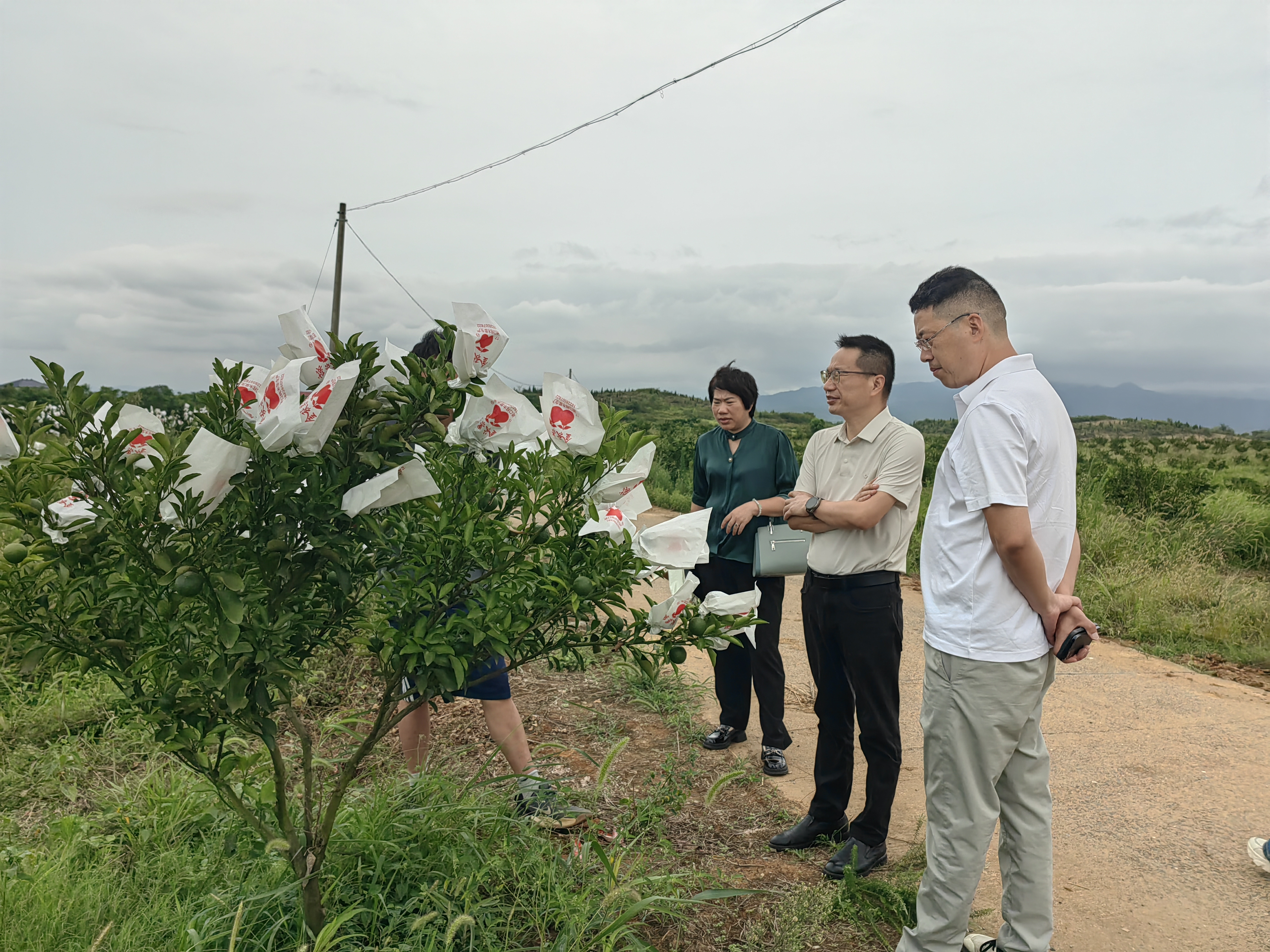 深化校企合作，共谋桑叶
